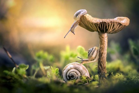 The Awakening of Snails by Alberto Ghizzi Panizza art print