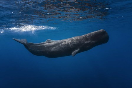 Sperm Whale by Barathieu Gabriel art print