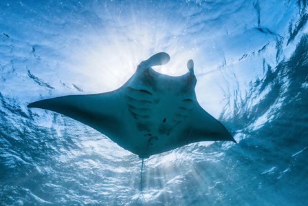 Manta Ray by Barathieu Gabriel art print