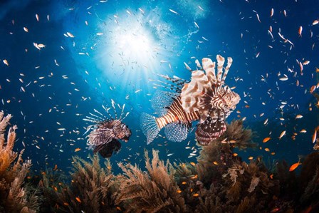 Lionfish by Barathieu Gabriel art print