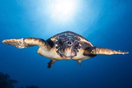 Face to Face with a Hawksbill Sea Turtle by Barathieu Gabriel art print