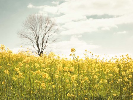 Yellow Meadow by Aledanda art print