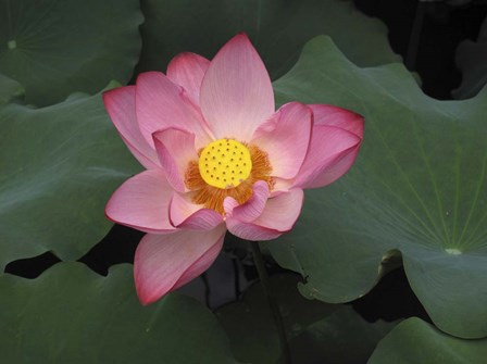 Pink Lotus In Bloom by Gretchen Gharrett / DanitaDelimont art print