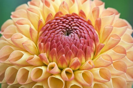 Dahlia by Rob Tilley / Danita Delimont art print