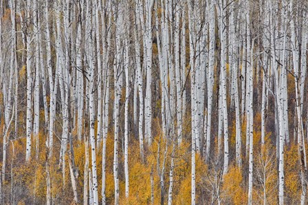 Golden Aspens by Darrell Gulin / Danita Delimont art print