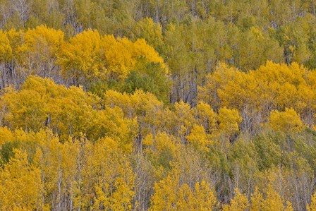 Fall Aspens by Darrell Gulin / Danita Delimont art print