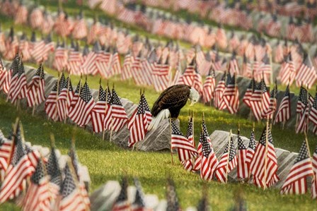 The Final Salute - Blad Eagle by Carrie Ann Grippo-Pike art print