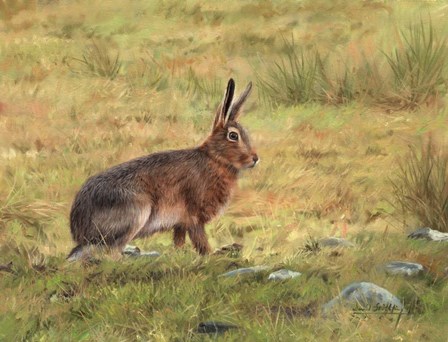 Wild Hare by David Stribbling art print