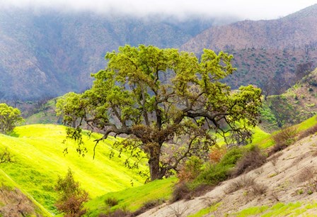 Prolab Oak Tree by Jeff Poe Photography art print