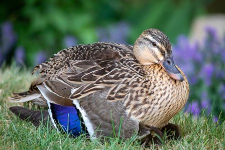 Duck by Jeff Poe Photography art print