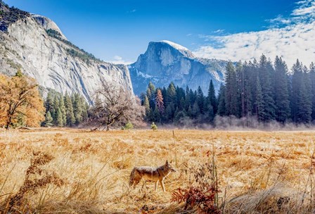 Wild Coyote by Jeff Poe Photography art print