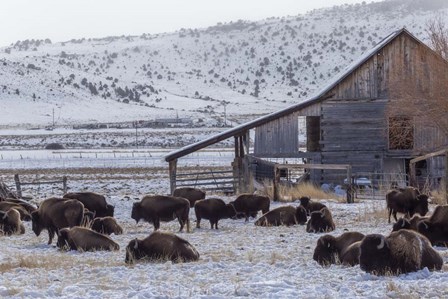 Colorado Buffalo by Jeff Poe Photography art print