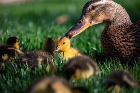 Momma Duck by Jeff Poe Photography art print