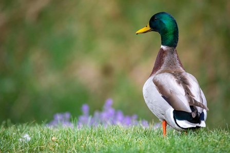 Mallard Duck by Jeff Poe Photography art print