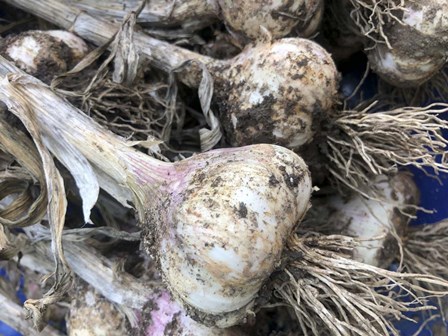 Freshly Harvested Garlic Bulbs, Close-Up by Ryan Rossotto/Stocktrek Images art print