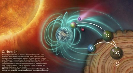 Illustration Depicting the Creation of Carbon-14 and How It Becomes Locked in Tree Rings by Photon Illustration/Stocktrek Images art print