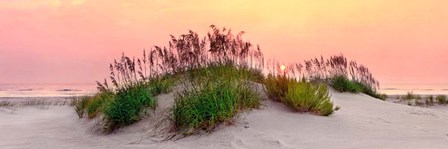 Sea Oats Sun by Jack Reed art print