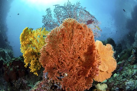 Different Colored Sea Fans Grow Together by Brook Peterson/Stocktrek Images art print