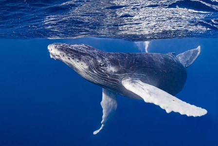 Humpback Whale Calf Playing At the Surface by Bruce Shafer/Stocktrek Images art print