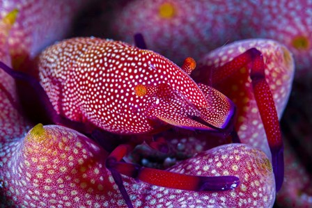 Emperor Shrimp On a Sea Cucumber by Bruce Shafer/Stocktrek Images art print