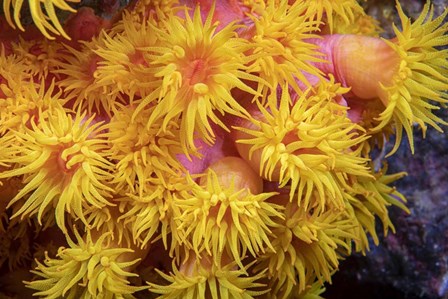 A Close Look At Orange Cup Coral by David Fleetham/Stocktrek Images art print