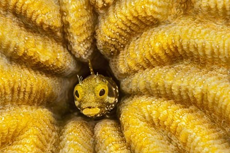 Spinyhead Blenny in Hard Coral by David Fleetham/Stocktrek Images art print