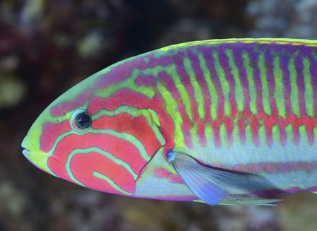 Surge Wrasse by Andreas Schumacher/Stocktrek Images art print