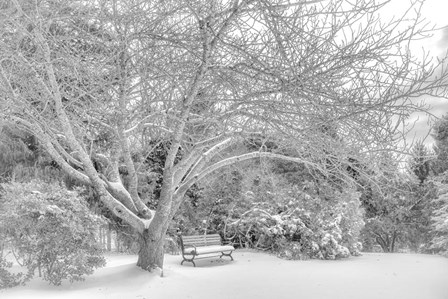 Aboretum December 2 by Pat DeLuca art print