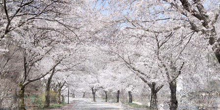 Cherry Blossom Lane by Kimberly Allen art print