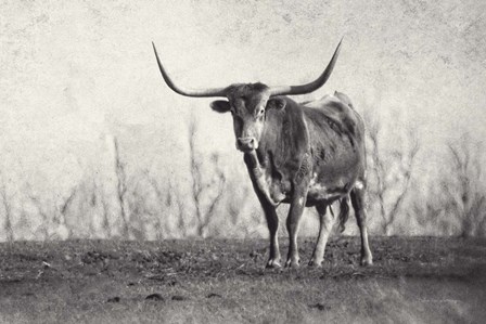 A Texas Longhorn by Debra Van Swearingen art print