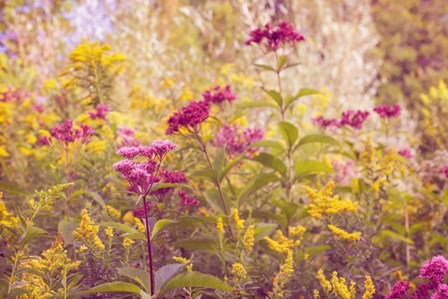 Plum and Mustard Wildflowers by Brooke T. Ryan art print