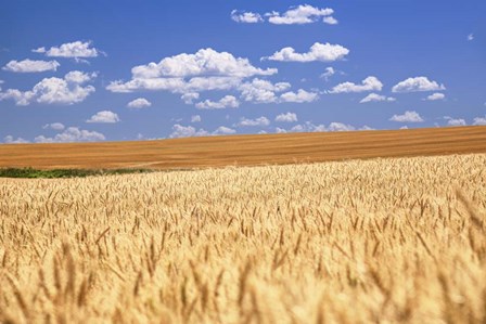 Breadbasket by Andy Crawford Photography art print