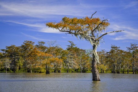 Spirit of the Swamp by Andy Crawford Photography art print