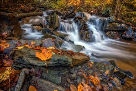 Fallen Leaf in Ricketts Glen by Rick Berk art print