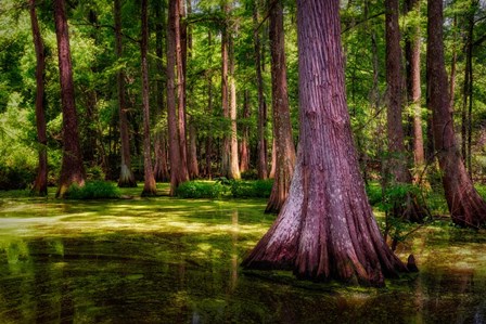 Spring in the Bayou by Rick Berk art print