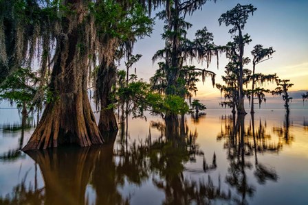 Dawn in the Swamp by Rick Berk art print