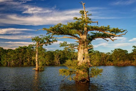 Atchafalaya Afternoon by Rick Berk art print