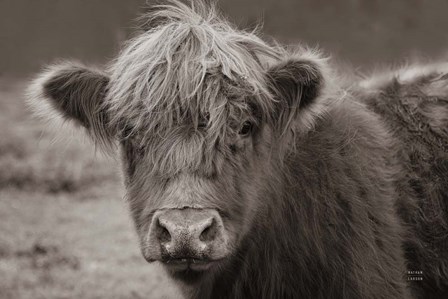 Highland Cow Do Neutral by Nathan Larson art print