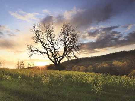 Clark Valley Sunset by Lori Deiter art print