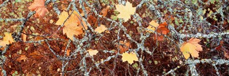 Close-up of Maple Leaves by Panoramic Images art print