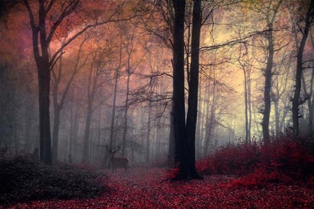 Forest Dream by Dirk W&#252;stenhagen art print