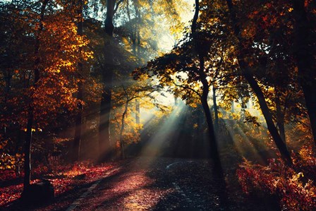 Magic Forest Light by Dirk W&#252;stenhagen art print