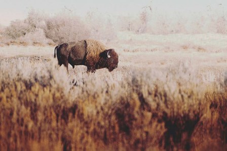 Lone Ranger by Annie Bailey Art art print