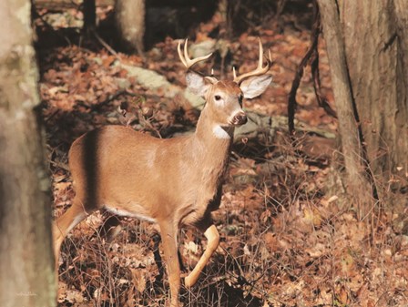 Deer on Alert by Lori Deiter art print