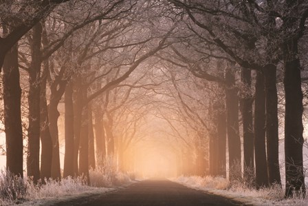 Frosted Sunrise I by Martin Podt art print