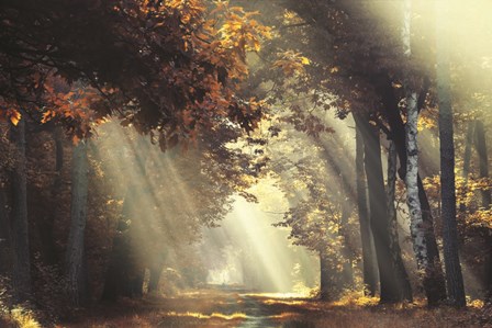 Sunrays by Martin Podt art print