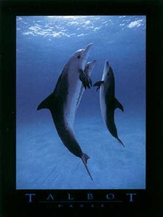 Danse des Dauphins by Bob Talbot art print