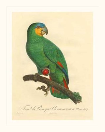 Parrot, PL 110 by Jacques Barraband art print