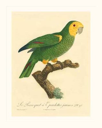 Parrot, PL 98 by Jacques Barraband art print