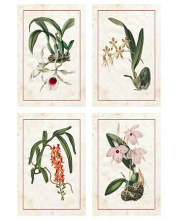 Mini Orchids by Vision Studio art print